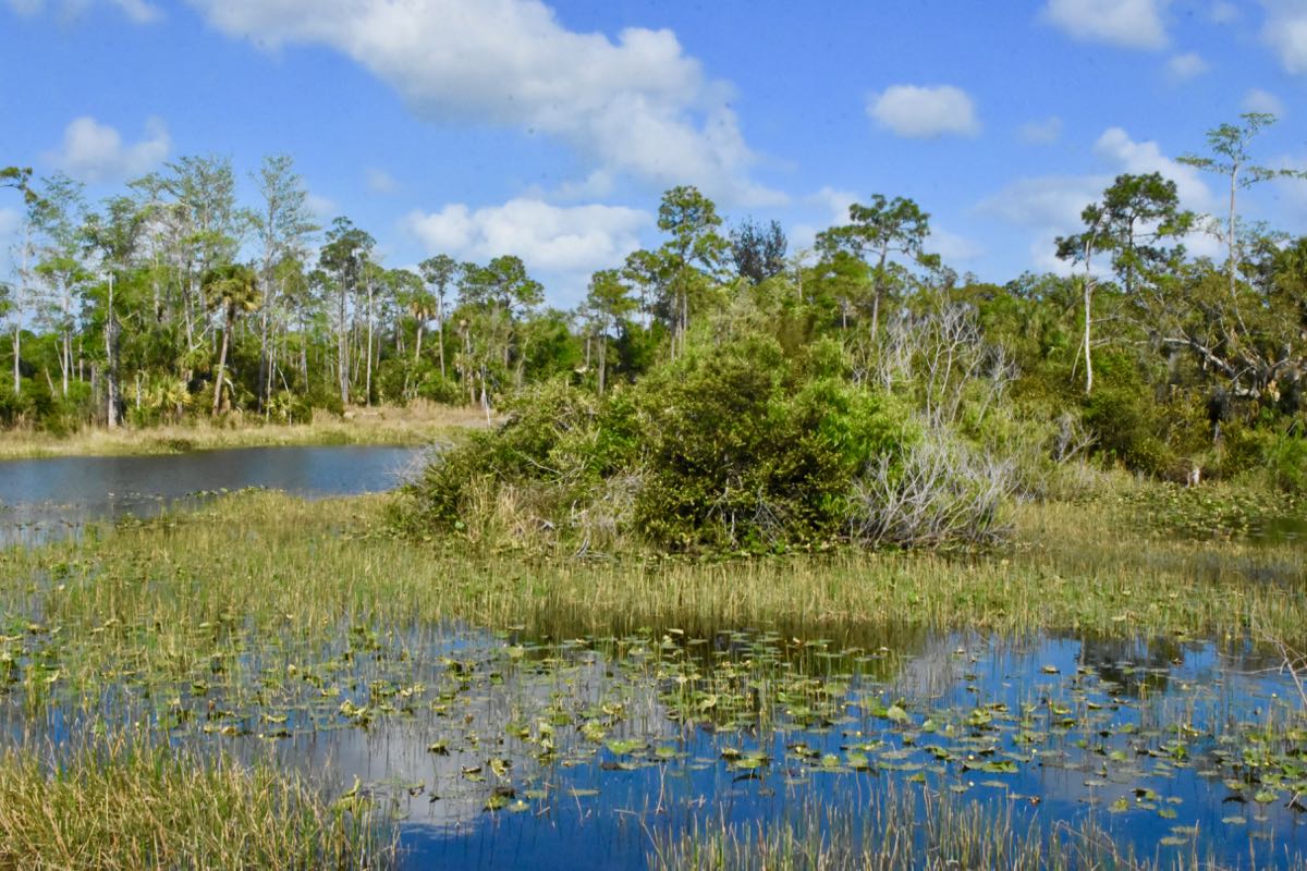 Cypress Creek Natural Area South Tract — Open Water